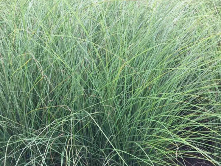 細葉芒
