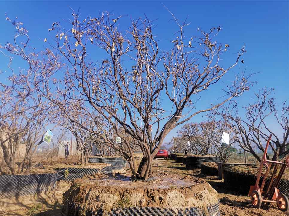 甘肅百年牡丹公司?-樹狀牡丹：傳承與創(chuàng)新的花卉