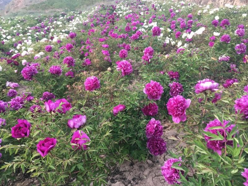 甘肅牡丹種植基地?-牡丹種植的日常管理