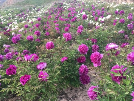 甘肃紫斑牡丹​-观赏牡丹种植基地介绍牡丹花管理时需要注意什么