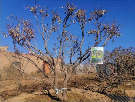 甘肃百年牡丹种植基地-牡丹的生长习性