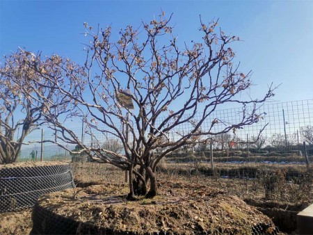 甘肃百年牡丹种植-牡丹花管理应注意什么