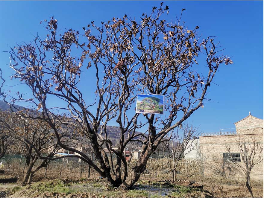 內(nèi)蒙牡丹種植基地-牡丹在春季如何進(jìn)行管理養(yǎng)護(hù)？