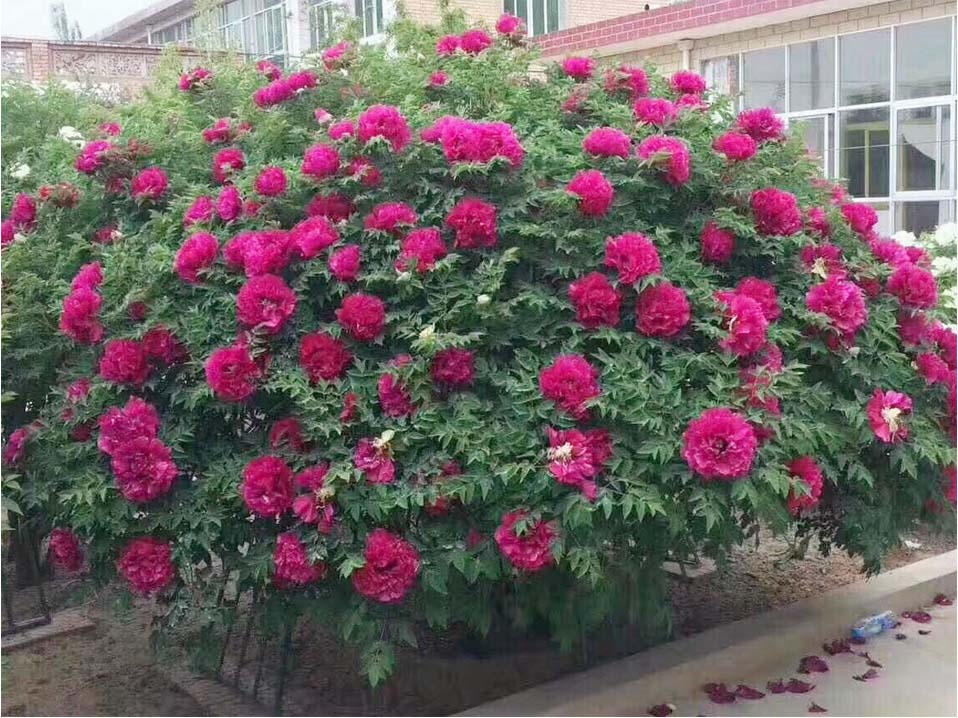 甘肅樹樁牡丹種植基地-觀賞牡丹種植要點
