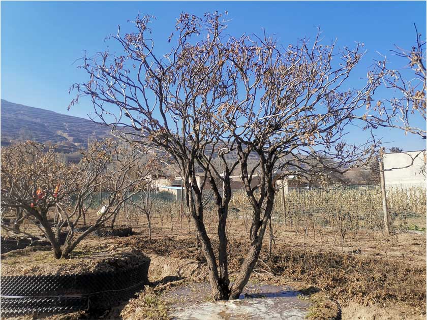 紫斑牡丹種植基地?-牡丹分株栽植怎么做？不同季節(jié)的修剪方法
