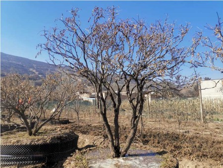 紫斑牡丹种植基地​-牡丹分株栽植怎么做？不同季节的修剪方法