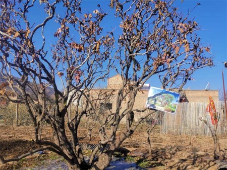 百年牡丹种植基地-牡丹树移栽注意事项