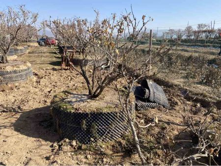 甘肃树桩牡丹种植基地-牡丹移植后注意养护