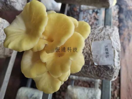 食用菌生產(chǎn)場景