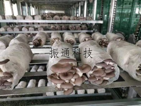 食用菌生產(chǎn)場景