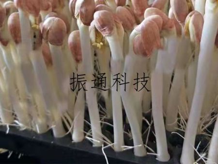 育苗案例