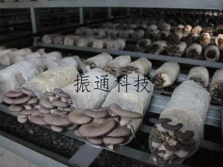 食用菌生產(chǎn)場景