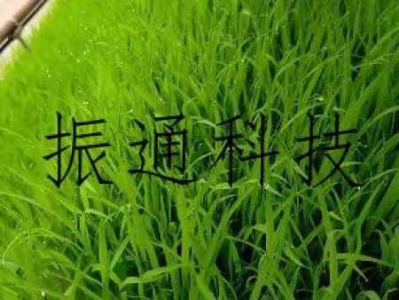 循環(huán)運(yùn)動(dòng)式育秧