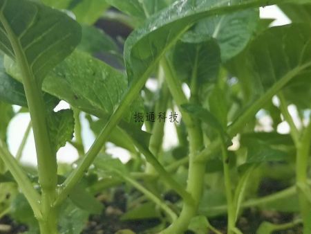 育苗案例