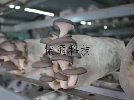 食用菌生產(chǎn)場景