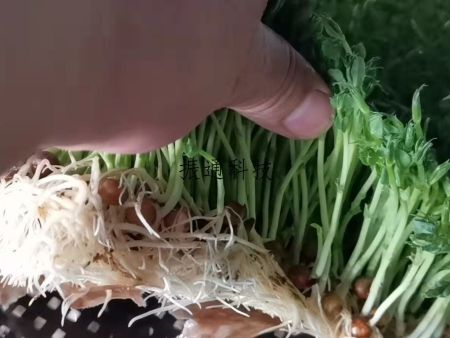 育苗案例