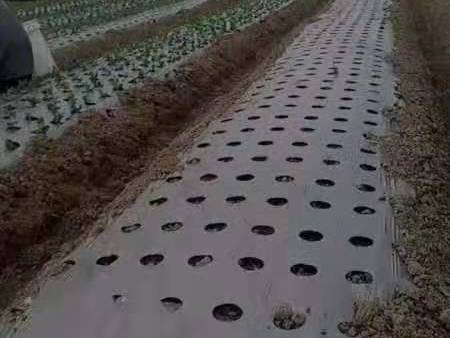 个性化定制打孔地膜3