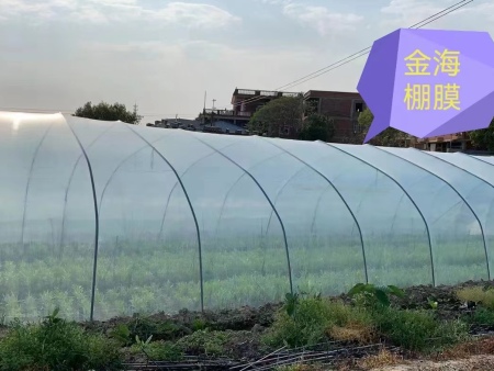 蔬菜长寿流滴大棚膜 (2)