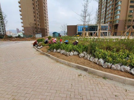 甘肅商住小區(qū)綠化