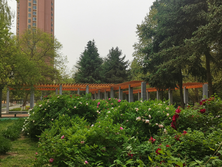 蘭州廠區(qū)綠化