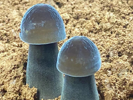 菌類種植技術(shù)推廣 