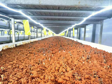 菌類種植技術(shù)推廣 