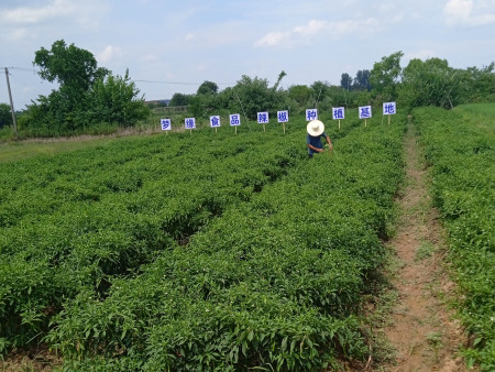 種植基地