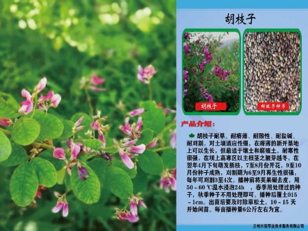 兰州水土保持草种-西宁梭梭树草籽-内蒙沙拐枣草籽批发