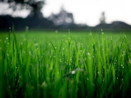 白银草种子批发公司 草坪养护方法