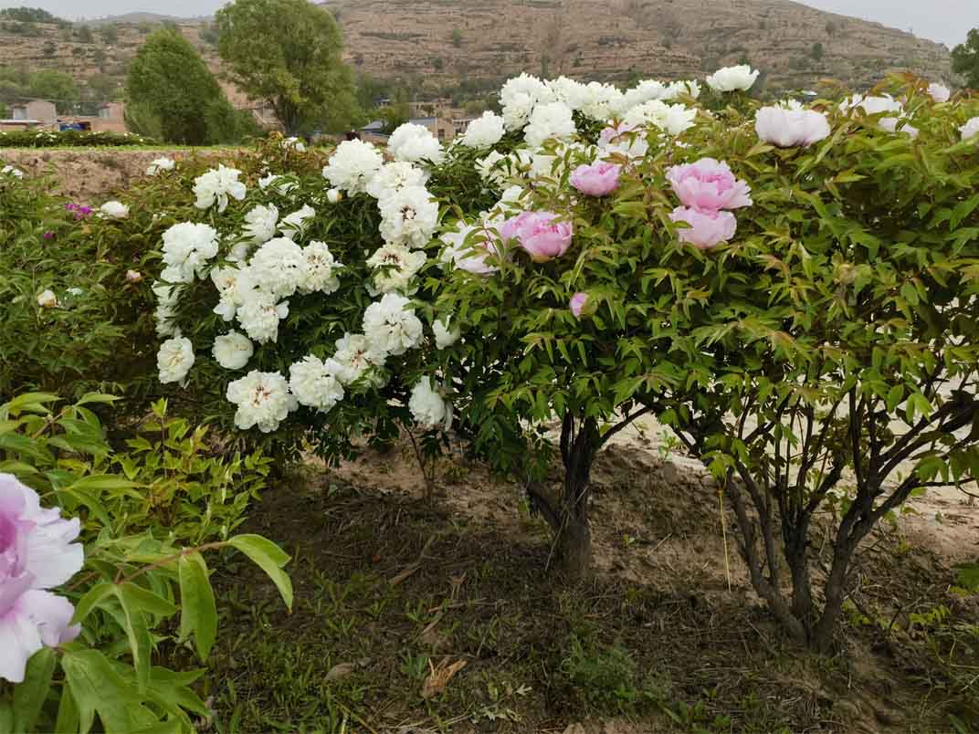 定西樹樁牡丹種植基地-牡丹為什么在秋季種植