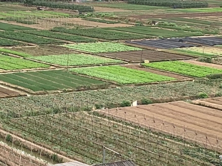 蔬菜基地