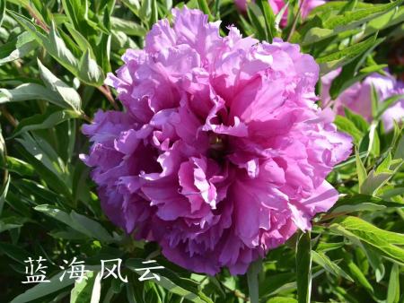 蓝海风云