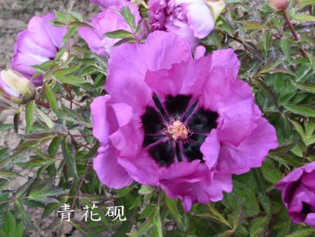 青花砚