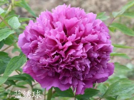 蓝绣球