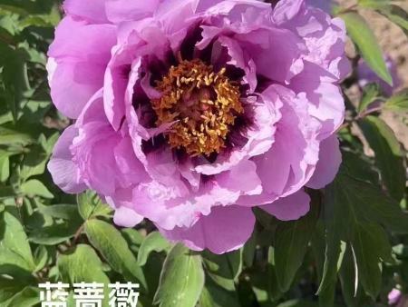 兰蔷薇