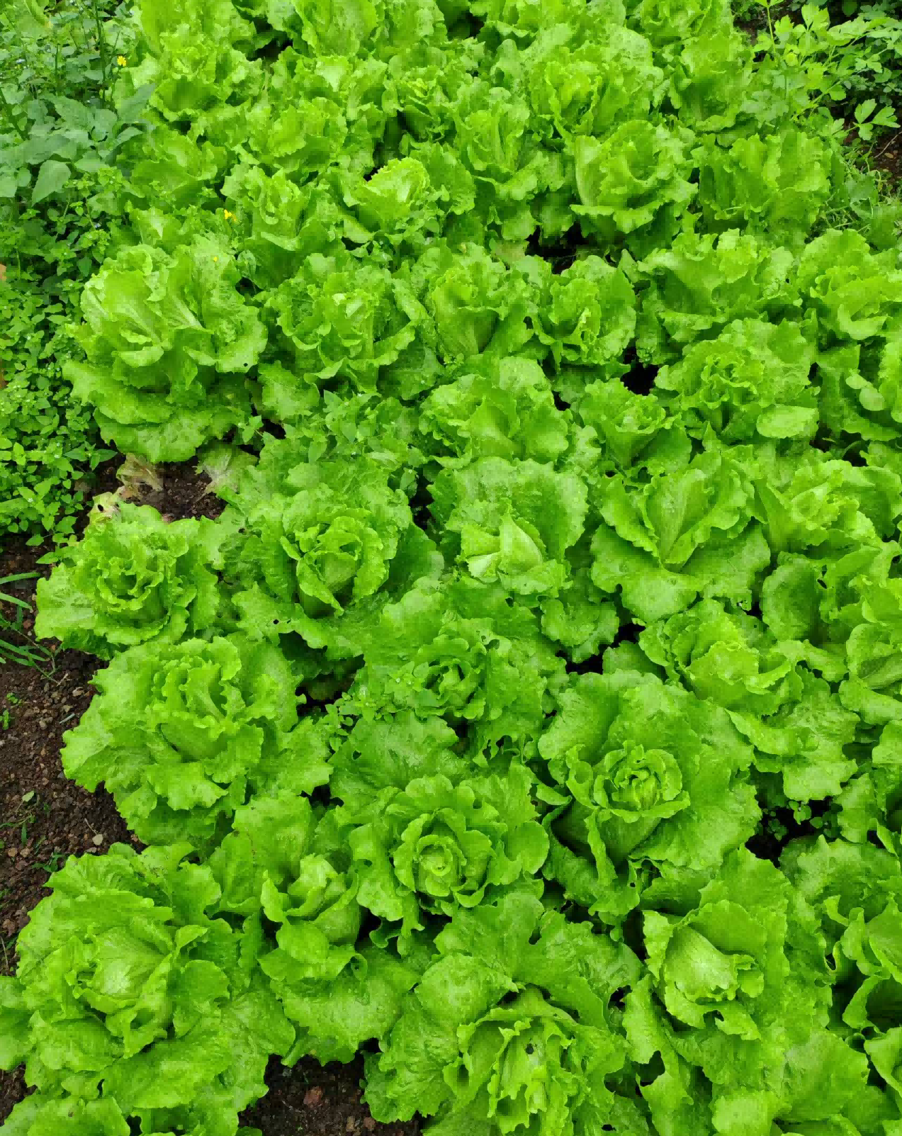 国民蔬菜健全消费行动启动！有机肥的这5大作用，每个种植户都该知路